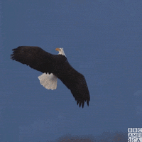 FLY HIGH, FREE BYRD